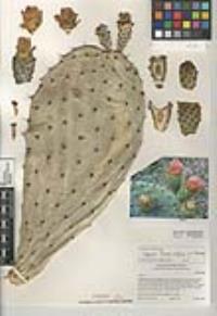 Opuntia ficus-indica image