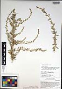 Atriplex glauca image