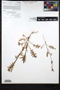 Sisymbrium irio image