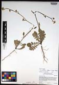 Hirschfeldia incana image