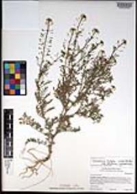 Descurainia pinnata subsp. halictorum image