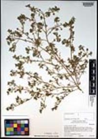 Lepidium didymum image