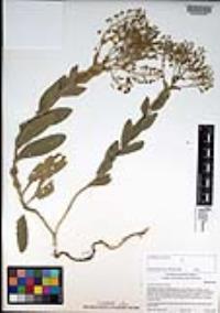 Lepidium draba image