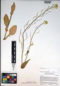 Brassica napus image