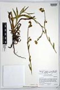 Amsinckia intermedia image