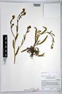 Amsinckia intermedia image
