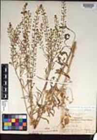 Lepidium virginicum subsp. menziesii image