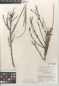 Cytisus scoparius image