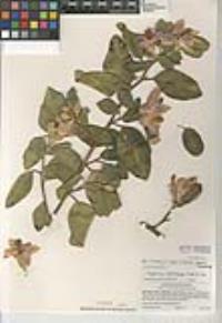 Lagunaria patersonia image