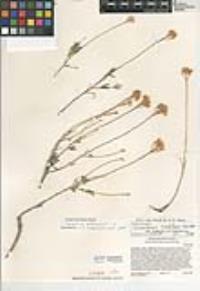 Chrysothamnus viscidiflorus subsp. puberulus image