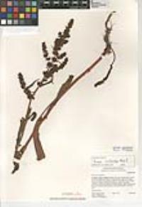 Rumex violascens image