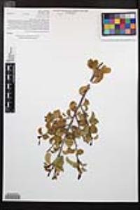 Prunus ilicifolia subsp. ilicifolia image