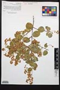 Prunus ilicifolia image