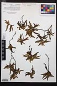 Chamaebatia australis image