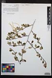 Cercocarpus montanus image