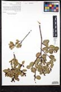 Rhamnus ilicifolia image