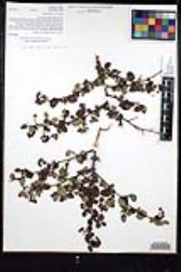 Ceanothus oliganthus var. orcuttii image