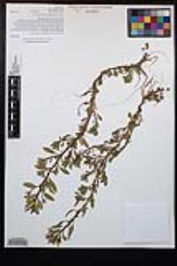 Ludwigia peploides image