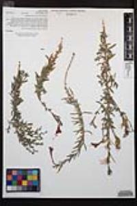 Epilobium canum image