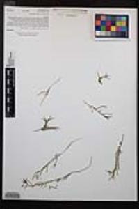 Camissonia strigulosa image