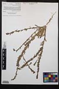 Camissoniopsis hirtella image