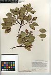 Arctostaphylos rainbowensis image