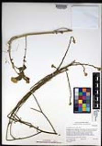 Hirschfeldia incana image