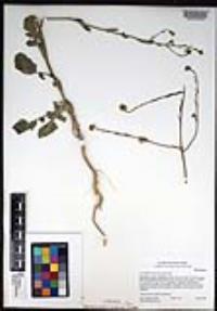 Hirschfeldia incana image
