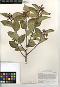 Rhus ovata image