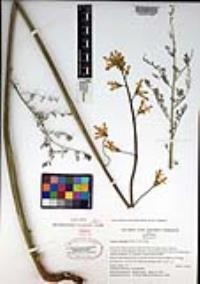 Ehrendorferia chrysantha image