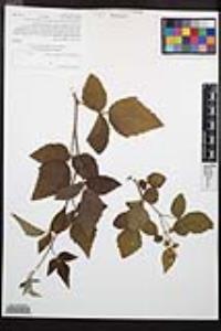 Rubus ursinus image