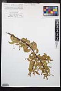 Prunus ilicifolia image