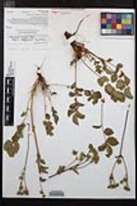 Drymocallis glandulosa var. reflexa image