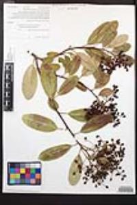Heteromeles arbutifolia image