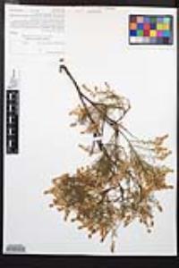 Adenostoma sparsifolium image