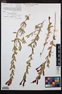 Epilobium canum subsp. latifolium image