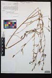 Clarkia purpurea image