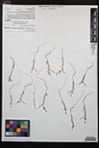Camissonia strigulosa image