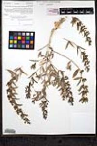 Trichostema lanceolatum image