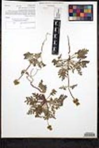 Salvia columbariae image