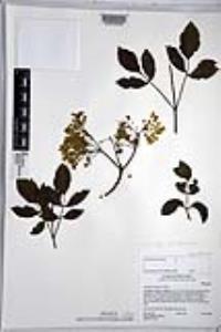 Sambucus cerulea image