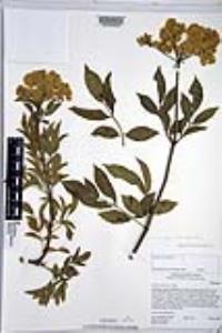 Sambucus cerulea image