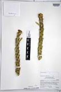 Cylindropuntia californica var. parkeri image