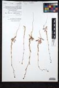 Thysanocarpus curvipes image