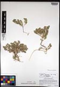 Lepidium lasiocarpum image