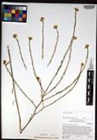 Hirschfeldia incana image