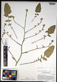 Hirschfeldia incana image