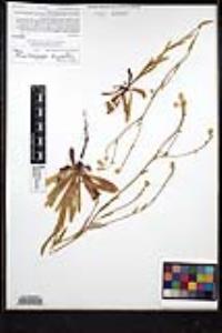 Plagiobothrys nothofulvus image