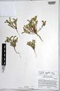 Johnstonella angustifolia image