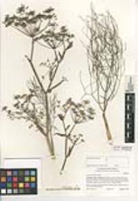 Foeniculum vulgare image